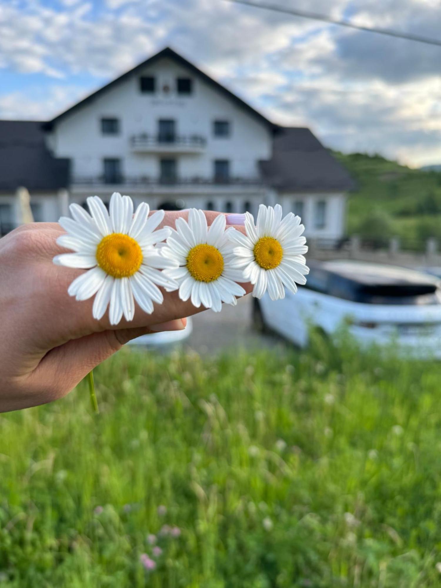 ホテル Evenimente Edelweiss Bogdan Vodă エクステリア 写真