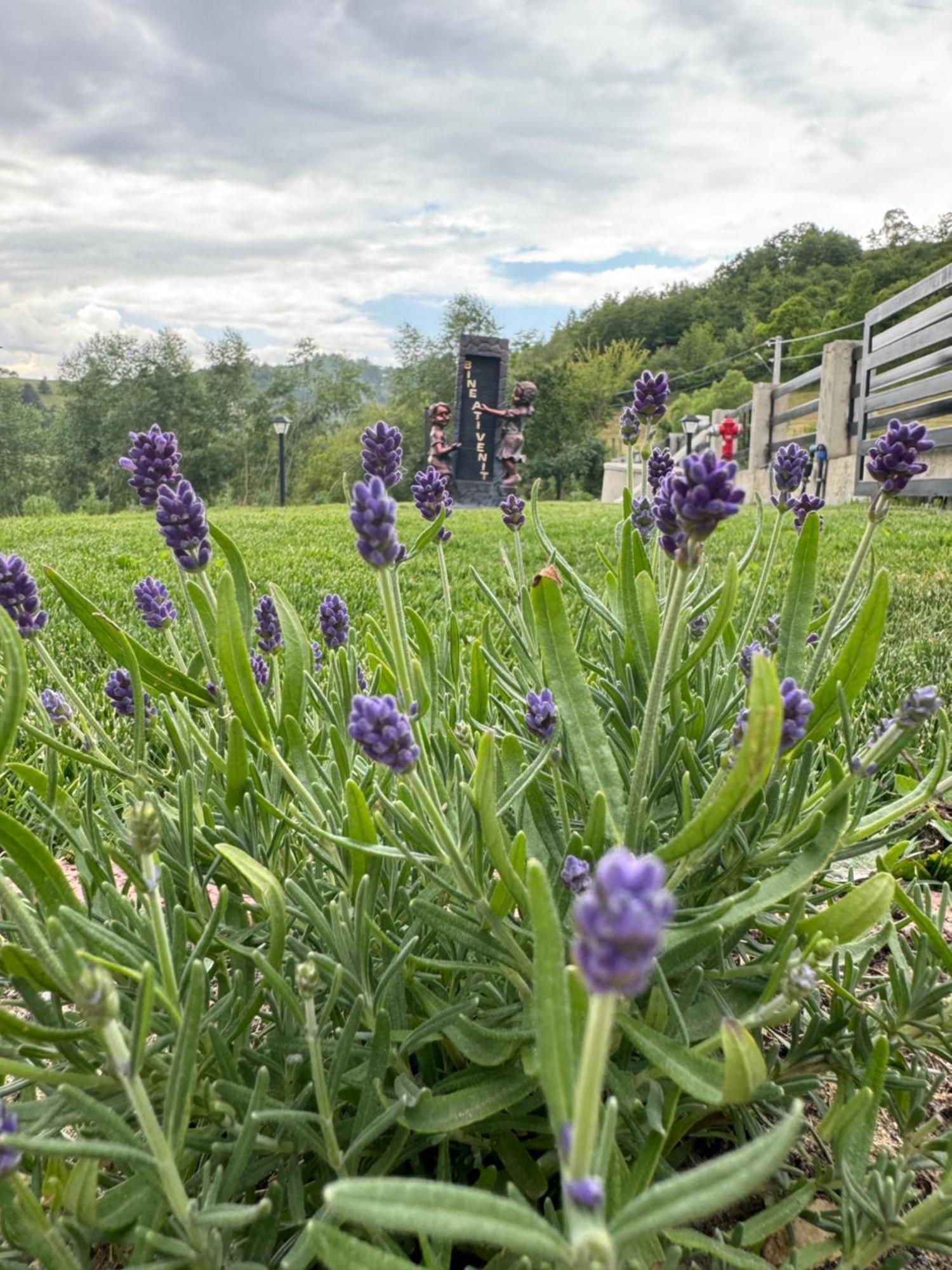 ホテル Evenimente Edelweiss Bogdan Vodă エクステリア 写真