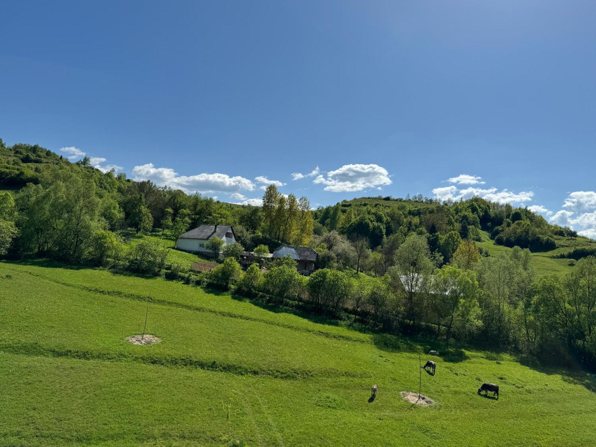 ホテル Evenimente Edelweiss Bogdan Vodă エクステリア 写真